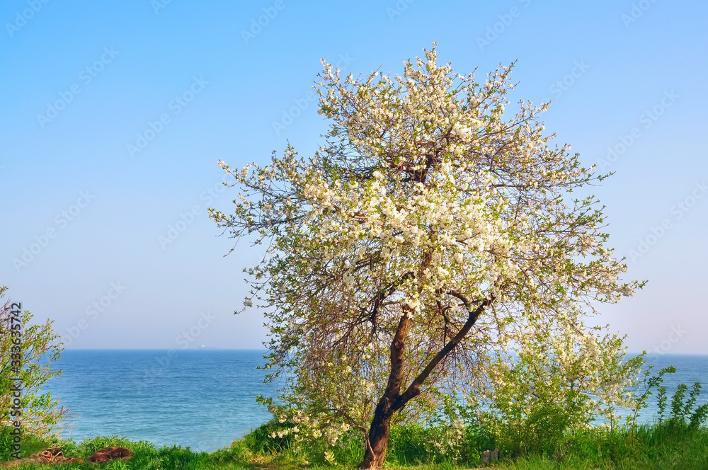 Lush flowering cherry tree by the sea on a sunny day. Lush flowering cherry tree by the sea on a sunny day.