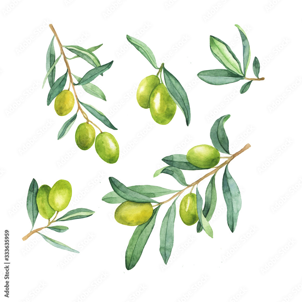 Set of green olive branch with berries and leaves isolated on white background. Hand drawn watercolor illustration.