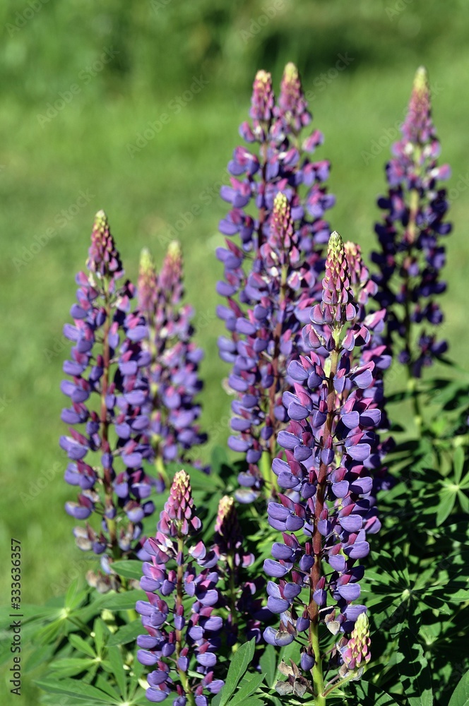 Fototapeta premium Lupinen