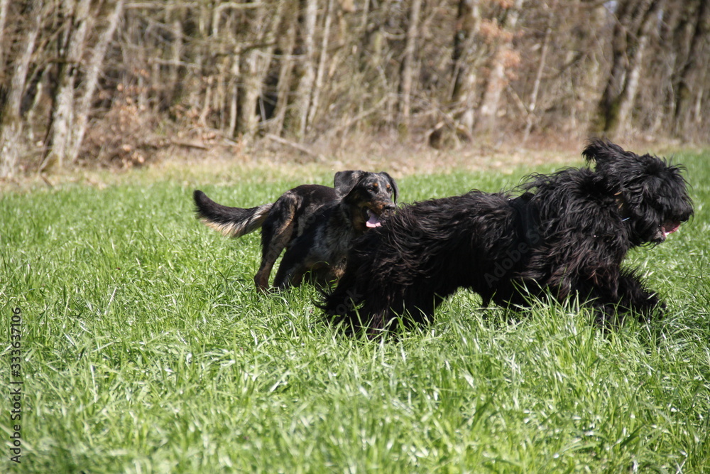 Sheepdogs playing and running in the forest Sheepdogs playing and running in the forest