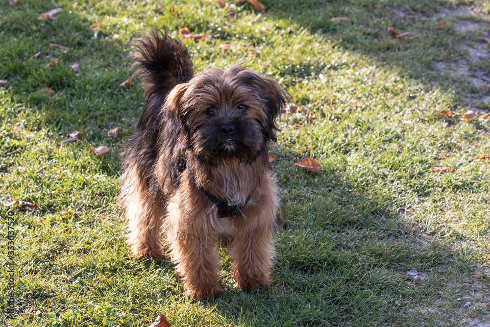 Kleiner Hund zwischen Licht und Schatten Kleiner Hund zwischen Licht und Schatten