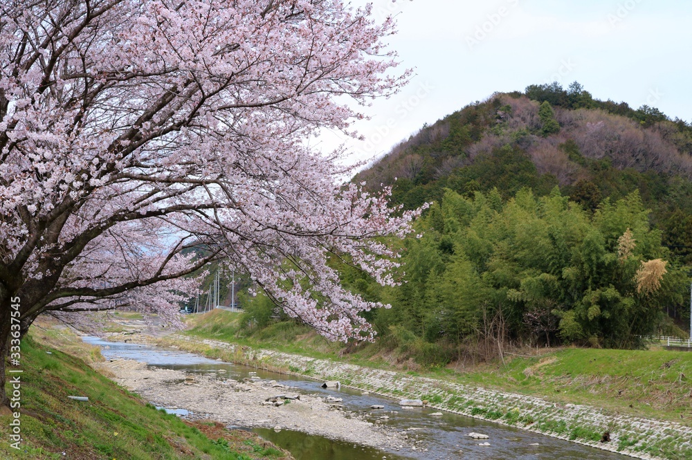 さくら　春　川　風景　山　杤木　永野川