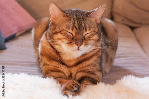 Obraz na plátne Bengal cat is lying and screwing eyes