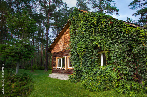 Overgrown cabin in the forest