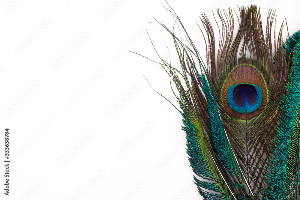 Obraz premium Peacock feather in royal style on white background. Tropical abstract background. Exotic bird.