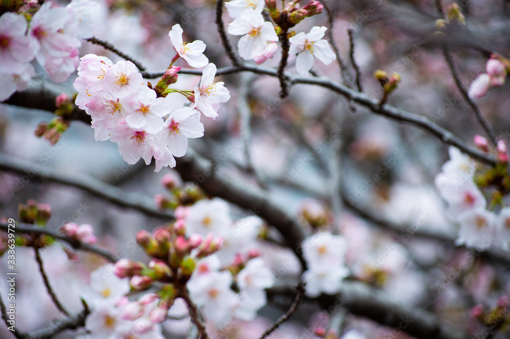 桜の花びら 桜の花びら