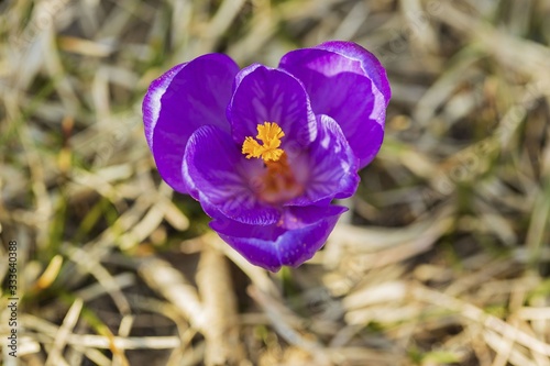 Close up view of purple crocus flower isolated. Beautiful backgrounds.