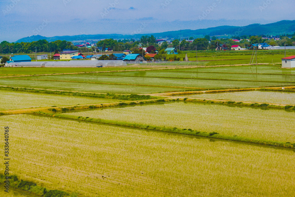 Rice fields in Japan