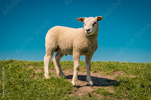 Fotografie, Obraz Dutch sheeps on the dike during Spring in the Netherlands Flevoland Noordoostpol