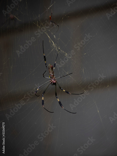 Araña en su tela © theshoother