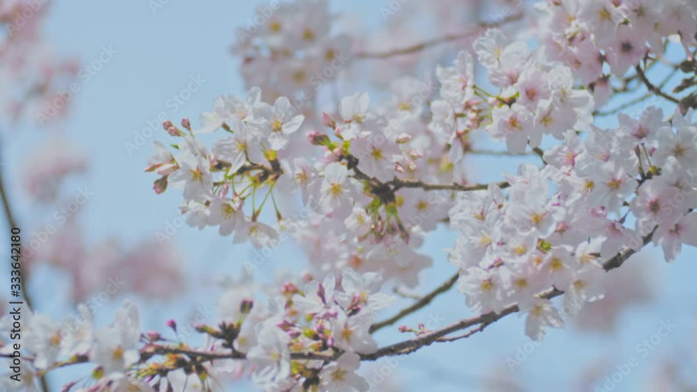 桜 スロー 4K 