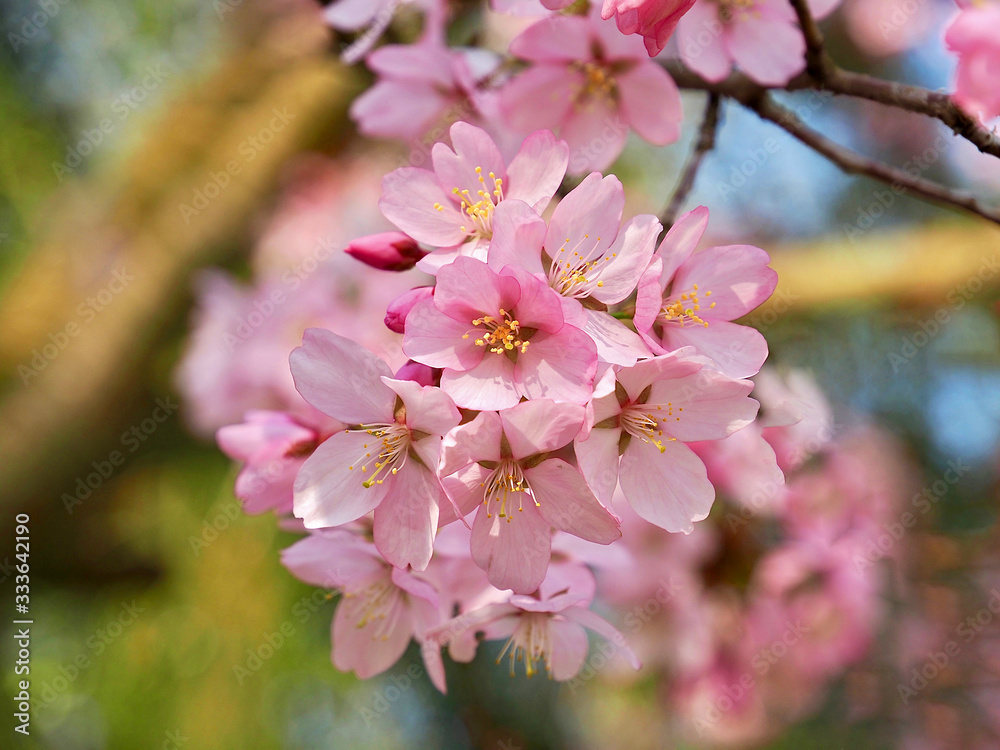 Fototapeta premium Blooming Japanese cherry tree full of white and pink blossoms