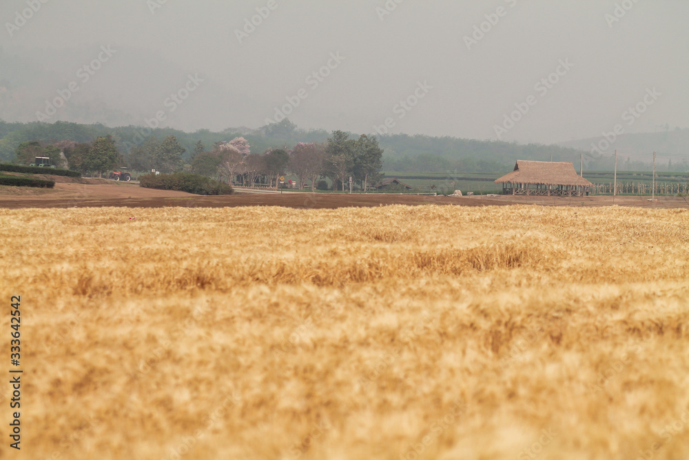 Fototapeta premium A beautiful view of the beautiful barley field in the morning is a rare view in the summer, and the golden barley field is a barley field cultivated for making alcoholic beverages.