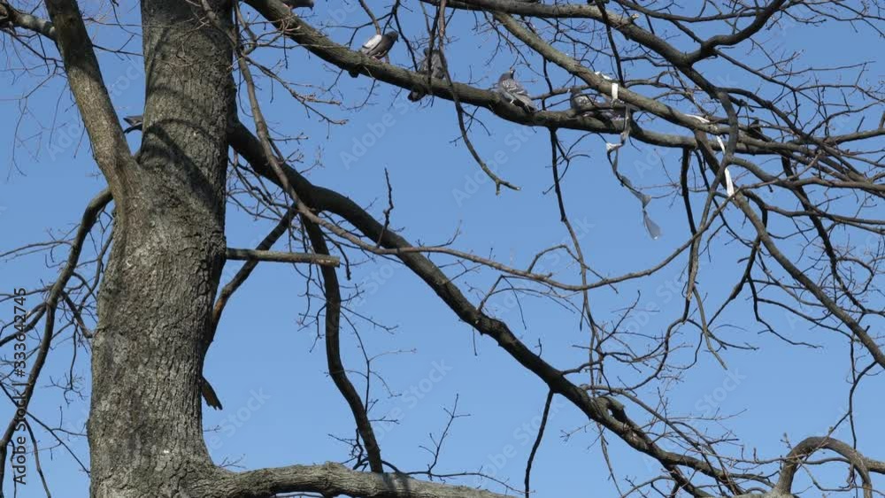 Tree with flock of pigeons resting on treetop branches, tilt up shot from the tree trunk with nest box to the top
