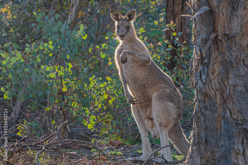 Eastern Grey Kangaroo