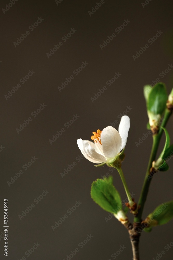 Fototapeta premium Spring apricot flower close up on a dark background. Spring flowers. Spring background. Vertical frame composition.
