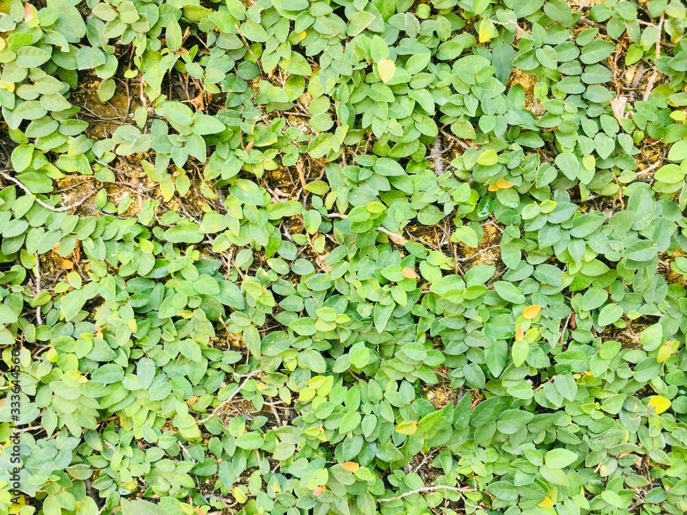 background of green leaves background of green leaves