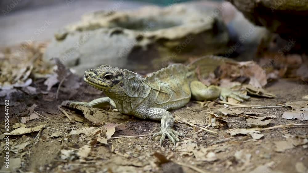 yellow sailfin lizard looking around in an australian zoo yellow sailfin lizard looking around in an australian zoo