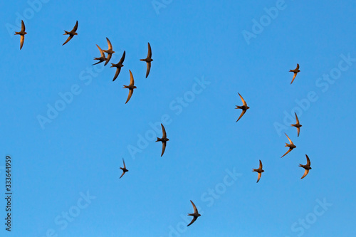 A flock of flying black swifts. Common Swift (Apus apus).