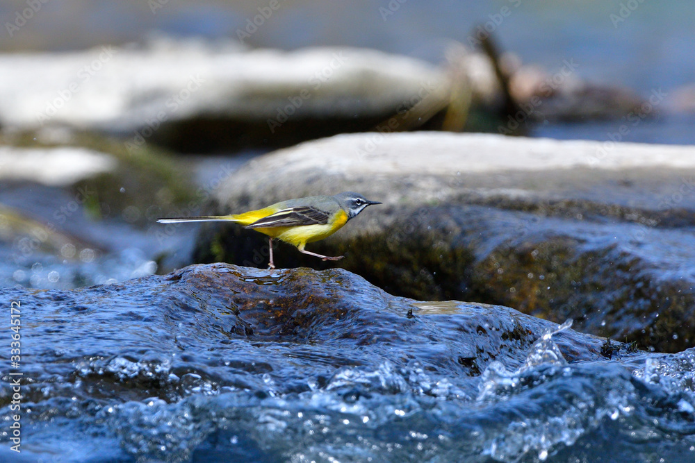 Fototapeta premium Gebirgsstelze im Frühjahr an der Spree in der Oberlausitz