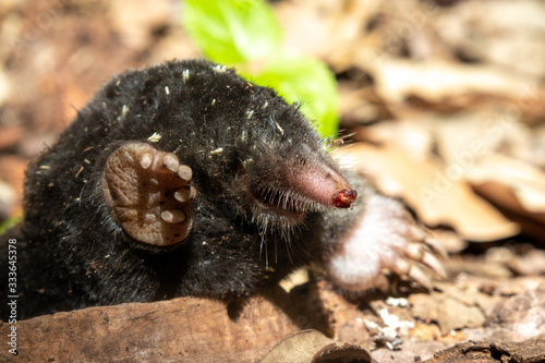 The European mole (Talpa europaea). a mole looks out of his den