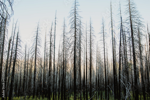 Tote Bäume im Yosemite National Park