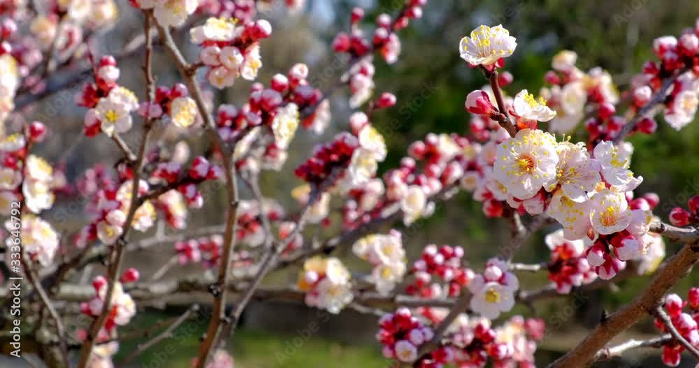 Branch with beautiful white Spring Apricot Flowers on Tree. Nature scene with flowering apricot on blossom background. Botanical bloom concept. Blooming backdrop Branch with beautiful white Spring Apricot Flowers on Tree. Nature scene with flowering apricot on blossom background. Botanical bloom concept. Blooming backdrop