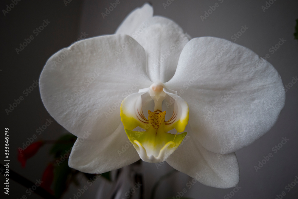Orchid Flowers for background design Orchid Flowers for background design