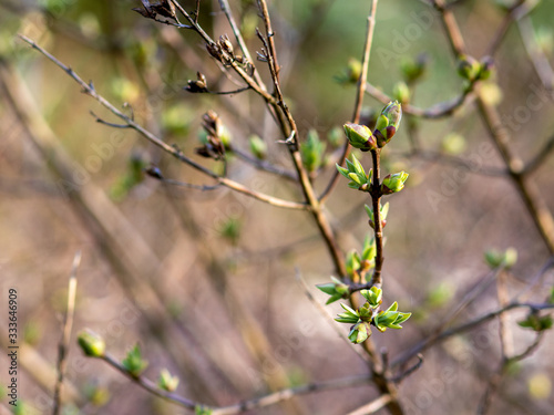 Quince Tree in early spring