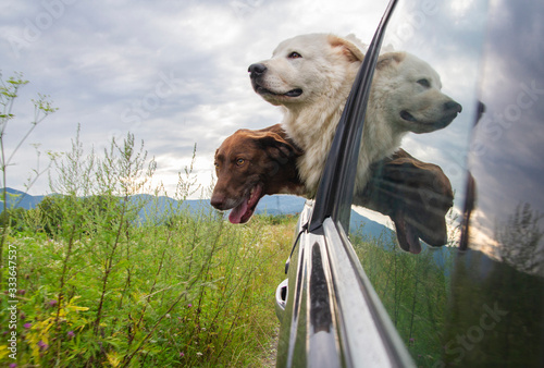 Photography two dogs in an open car window