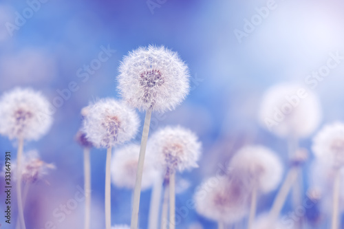 Soft fluffy dandelions in the sunlight on a blue toned background. Beautiful spring nature. Selective focus.
