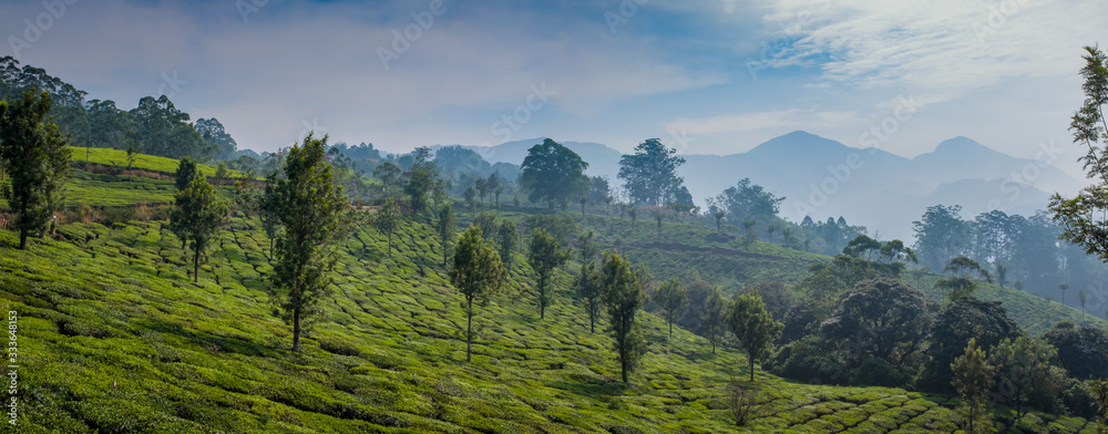 Mountains and tea plantation, Chithirapuram View Point, Kerala, India