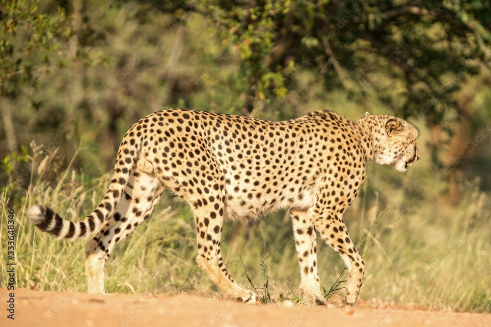 Obraz premium A vertical, colour close up photo of cheetah walking in savannah, Acinonyx jubatus, Greater Kruger Transfrontier Park, South Africa, beautiful predator, big cat, safari adventure