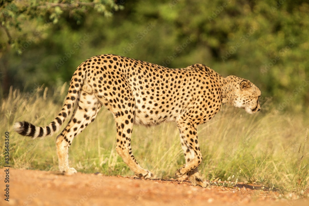 Obraz premium A vertical, colour close up photo of cheetah walking in savannah, Acinonyx jubatus, Greater Kruger Transfrontier Park, South Africa, beautiful predator, big cat, safari adventure