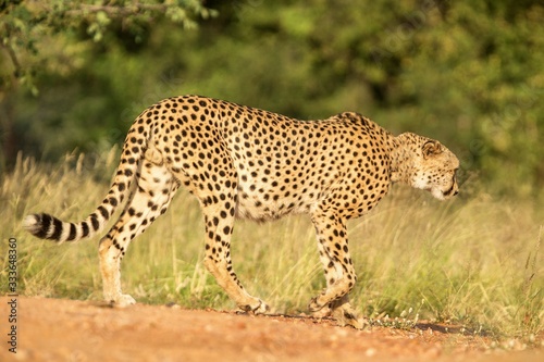 A vertical, colour close up photo of cheetah walking in savannah, Acinonyx jubatus, Greater Kruger Transfrontier Park, South Africa, beautiful predator, big cat, safari adventure