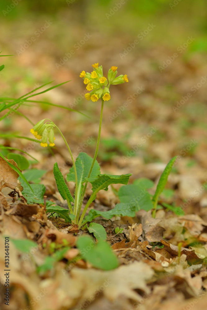 Echte Schlüsselblume (Primula veris) im Wald Echte Schlüsselblume (Primula veris) im Wald