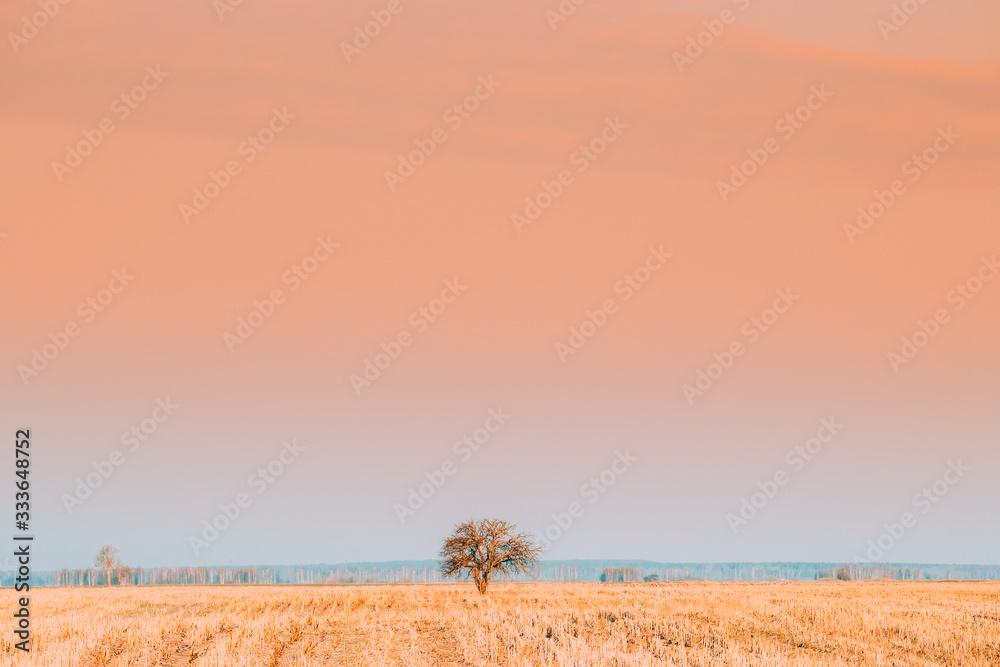 Fototapeta premium Dry Lonely Tree In Without Foliage In Spring Field. Agricultural Rural Landscape