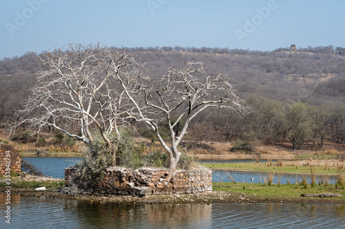 ranthambore monuments and padam lake with landscape of ranthambore national park, rajasthan, india photo