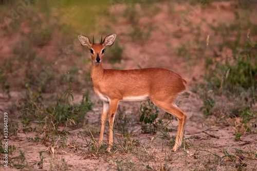 Steenbok - Raphicerus campestris, small shy beautiful antelope from African savannah and bushes, Etosha National Park, Namibia, wilderness of Africa