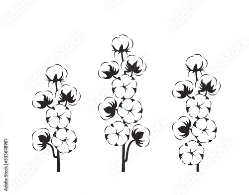 Cotton plant. Isolated cotton on white background