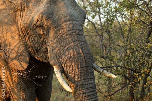 Portrait of a big beautiful elephant feeding on tree, wild animal, safari game drive, Eco travel and tourism, Kruger national park, South Africa, mammal in natural environment,african wildlife