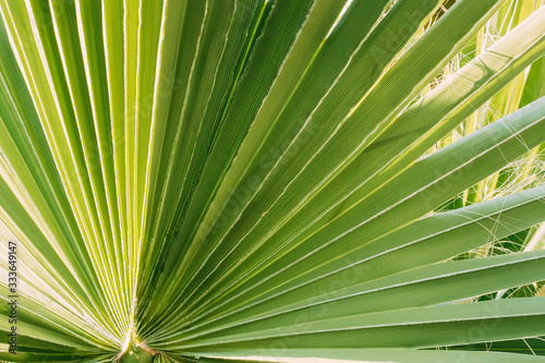 Green Leaves Of Palm In Botanical Garden