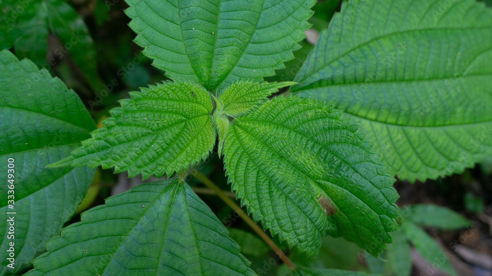 Beautiful spring green leaf on nature background Beautiful spring green leaf on nature background