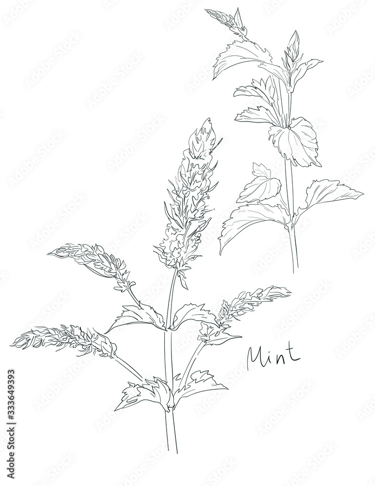 Hand drawn Mint grass ink. Vector illustration, Menthol leaves isolated on white background. Leaf herbal.