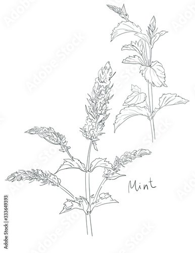 Hand drawn Mint grass ink. Vector illustration, Menthol leaves isolated on white background. Leaf herbal.