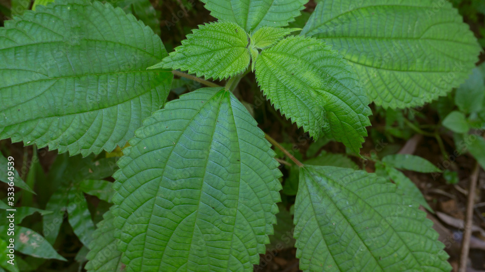 Beautiful spring green leaf on nature background Beautiful spring green leaf on nature background