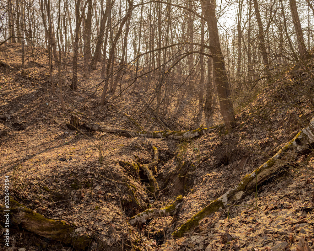 Obraz premium forest in spring without leaves and grass