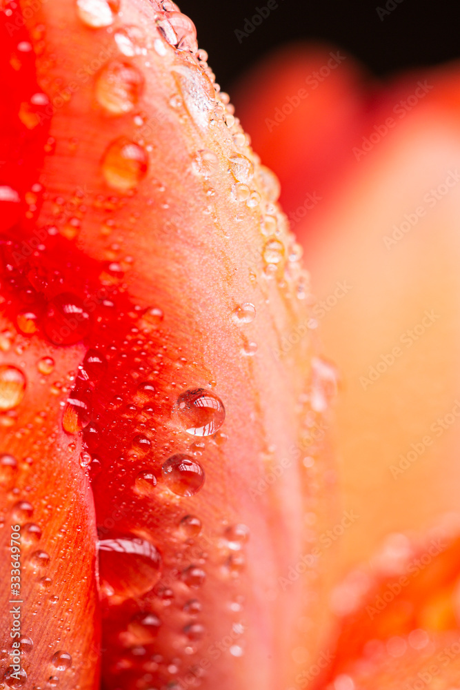 Water drops on a red tulip flower petal macro still on a black background Water drops on a red tulip flower petal macro still on a black background