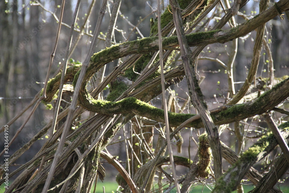 Naklejka premium France primary forest mossy liana 