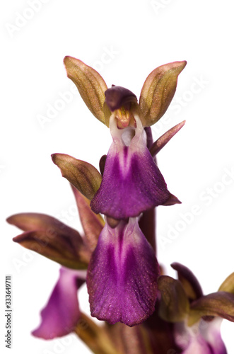 Wild orchid Anacamptis collina angel like flower over white photo